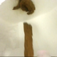 Goddess Ryan records herself taking a soft, but supple shit into a public toilet at a Ross clothing store from a behind the ass perspective. Pissing, too! Finished product and dirty TP is also shown after wiping. 720P vertical HD format. About 4 minutes.